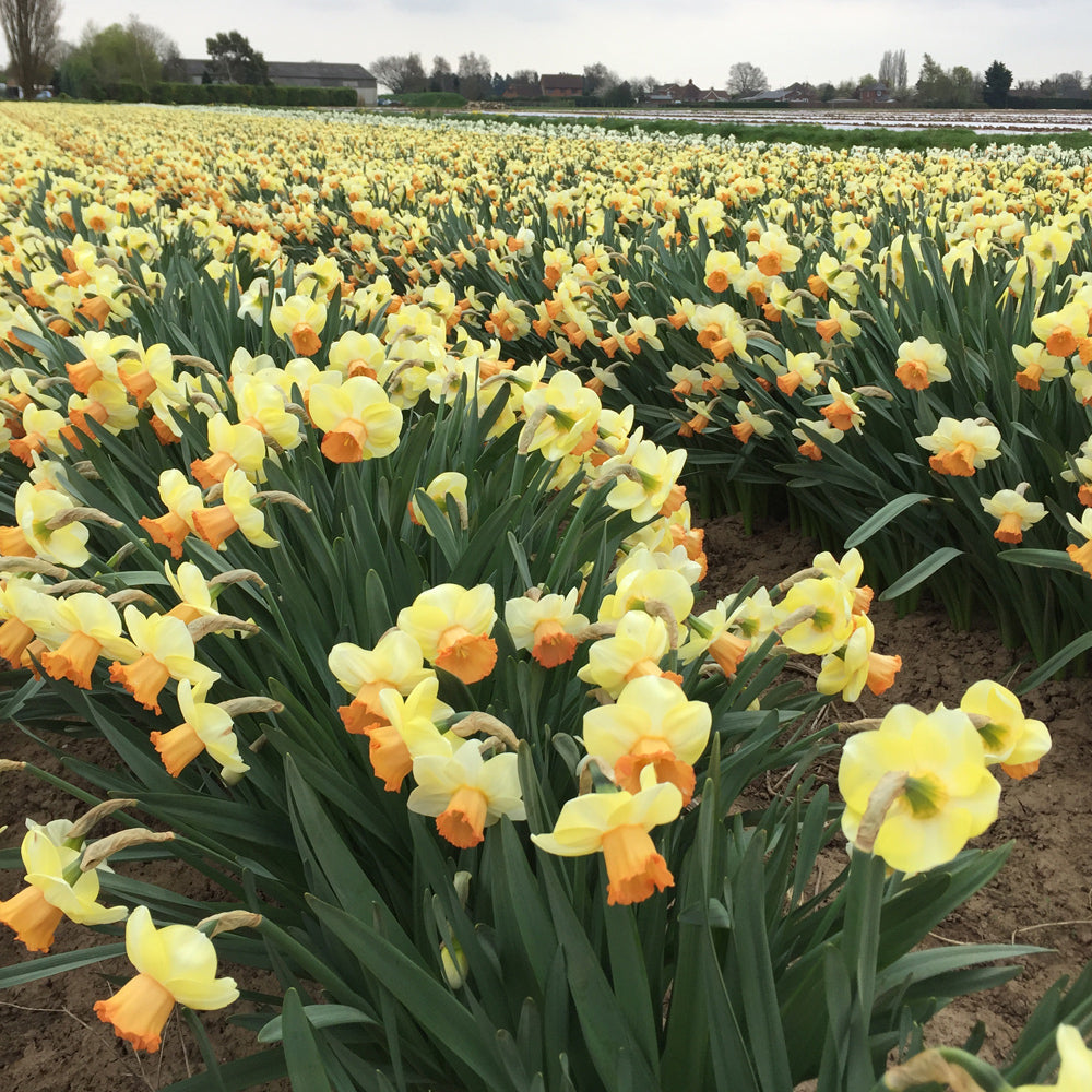 Narcissus ‘King Charles’ Bulbs (Pack of 5)