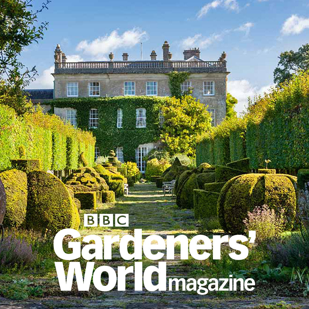 How To Grow Thyme  BBC Gardeners World Magazine