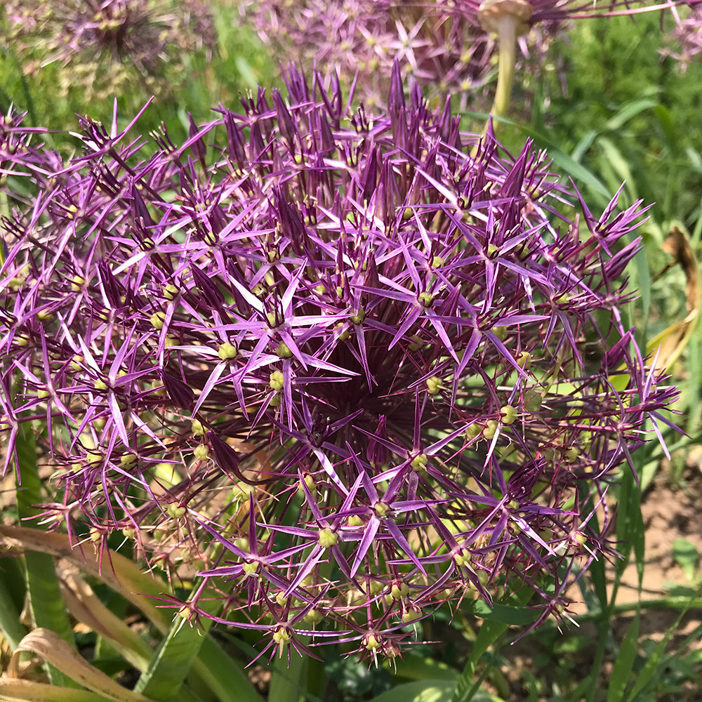 Allium ‘christophii’ Bulbs (Pack of 7)