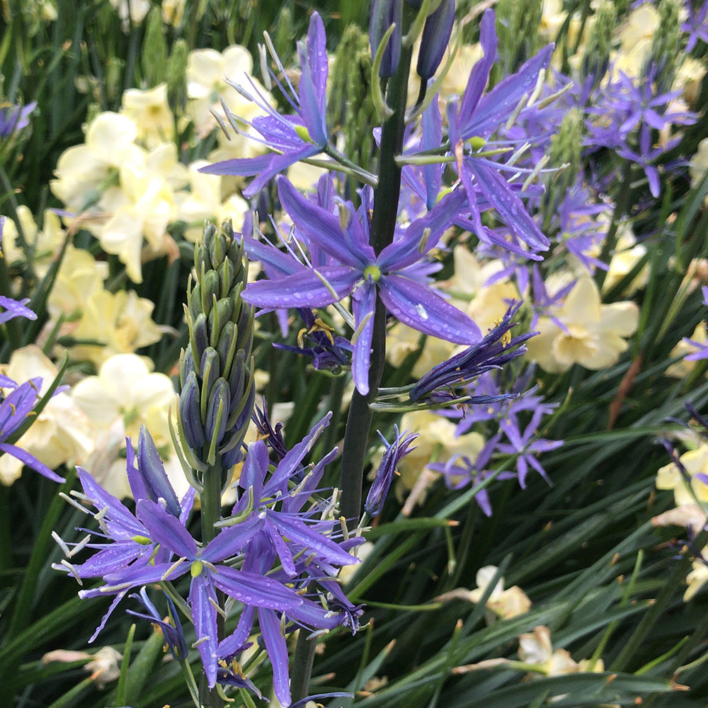 Camassia ‘leichtlinii Caerulea’ Bulbs (Pack of 3)