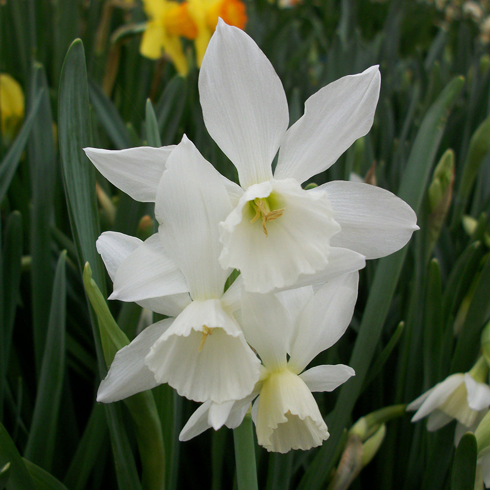 Narcissus ‘Thalia’ Bulbs (Pack of 5)