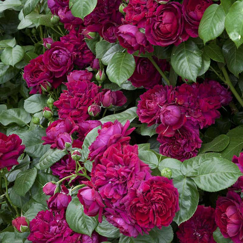 Shop Roses, Seeds & Bulbs | Highgrove Shop & Gardens