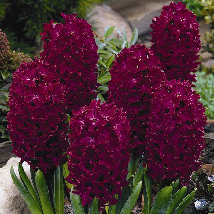 Hyacinth ‘Woodstock’ Bulbs (Pack of 5)