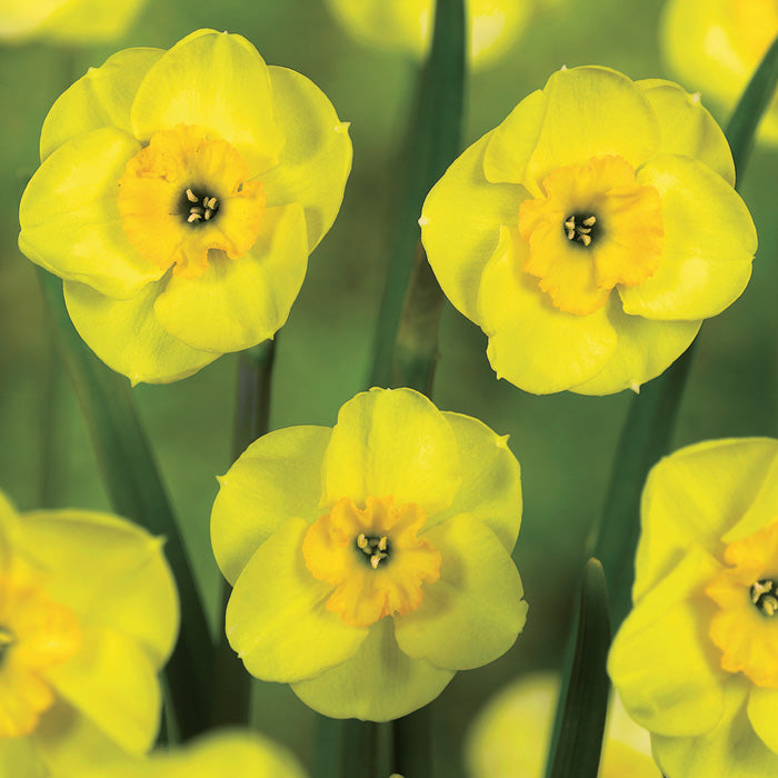 Narcissus ‘Sun Disc’ Bulbs (Pack of 15)